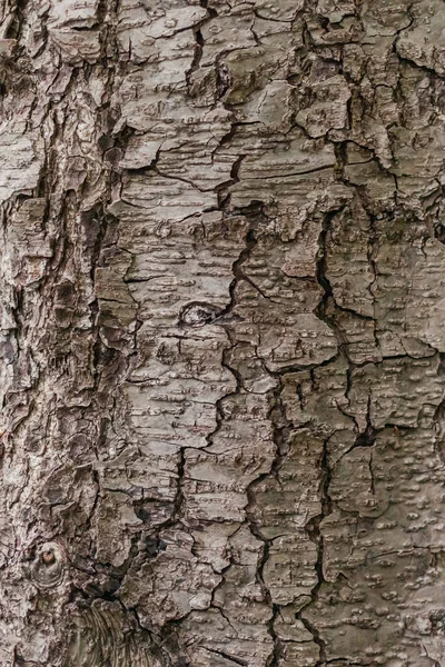 茶の木の樹皮 質感や背景として使用 — ストック写真