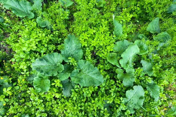 Grote Klisbladeren Groen Gras Bovenaanzicht Textuur Achtergrond — Stockfoto