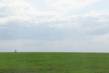 Gökyüzü çimlerle dolu. Tohumdan sonra. Bulutlar kayboluyor ve yalnız ağaç ayakta duruyor..