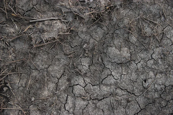 干枯的泥土灰土和干枝的背景质地 — 图库照片