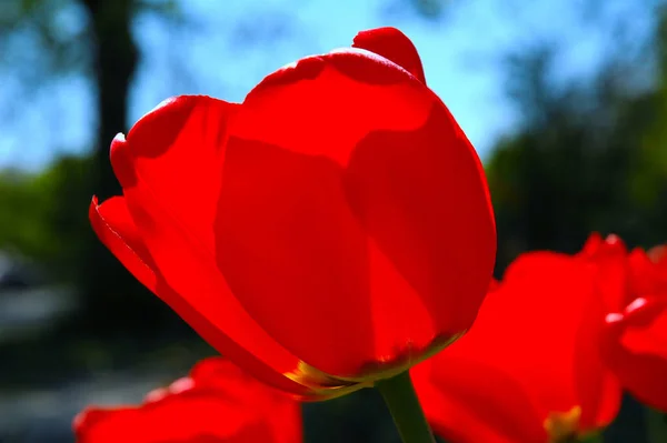 Blomst Rød Natur Vårtulipaner – stockfoto
