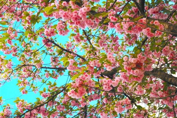 Kwitną Drzewa Wiosną — Zdjęcie stockowe