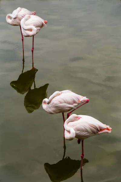 sleeping pink flamingos standing in pairs in the water. The natural symmetry. In The Zoo