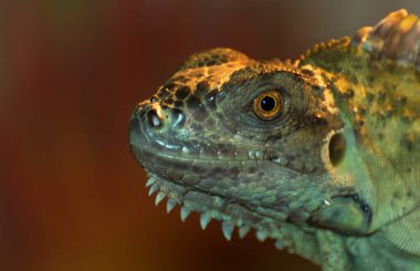 Teraryumdaki iguana. Yakın plan.