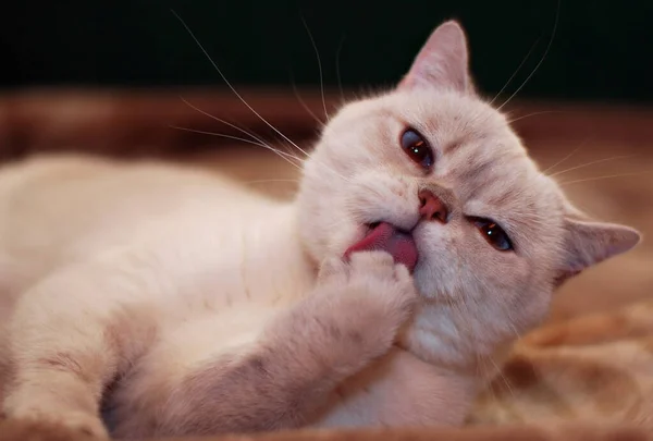 Katt Med Blå Ögon Slickar Tass Katt Tunga Makro Hemkomfort — Stockfoto