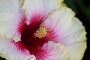  Siyah bir arkaplanda çeşitli 