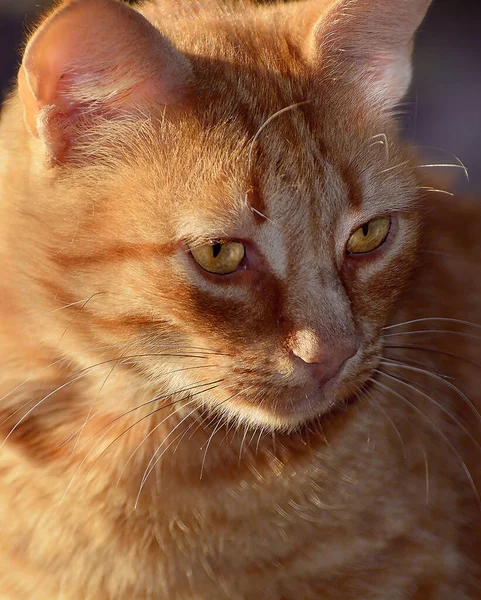 portrait of a homeless beautiful red tabby cat close up with a wise look and reflection of sunlight in the eyes. zoo protection