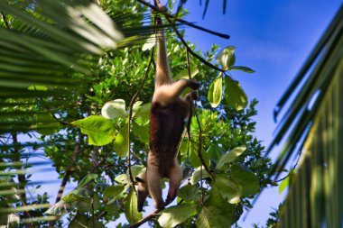 Karıncayiyen kadın arasında geçiyor