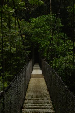 Ormanda yaya zinciri köprüsü