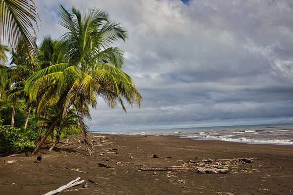 Kostarika Černý Písek Džungle Pláž Pěknými Palmami Den Mraky — Stock fotografie