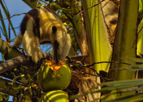 Fourmilière Mangeant Une Noix Coco Haut Sur Palmier — Photo