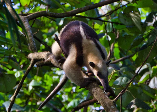 Fourmilière Sur Une Branche Arbre — Photo