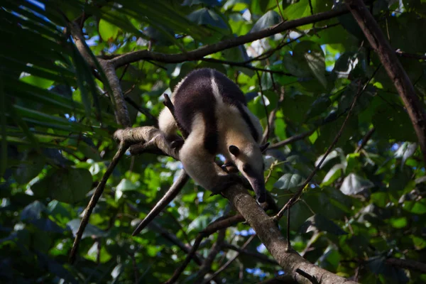 Oso Hormiguero Una Rama Árbol —  Fotos de Stock