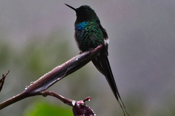 Colibrí Parte Superior Árbol Día Lluvioso — Foto de Stock