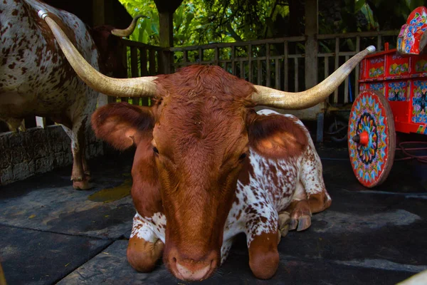 Cow Lying Ground Big Horns — Stock Photo, Image