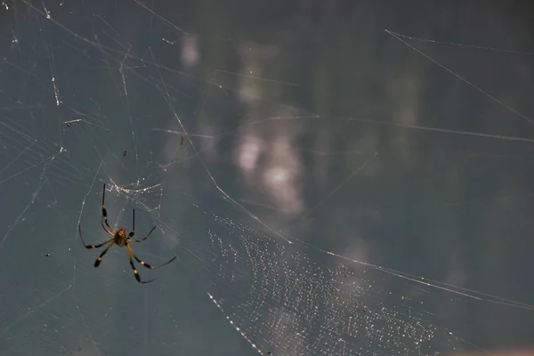 Spinne Mit Netz Auf Blauem Hintergrund — Stockfoto