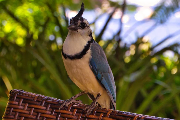 Pájaro Tropical Con Tupe Blanco Azul — Foto de Stock