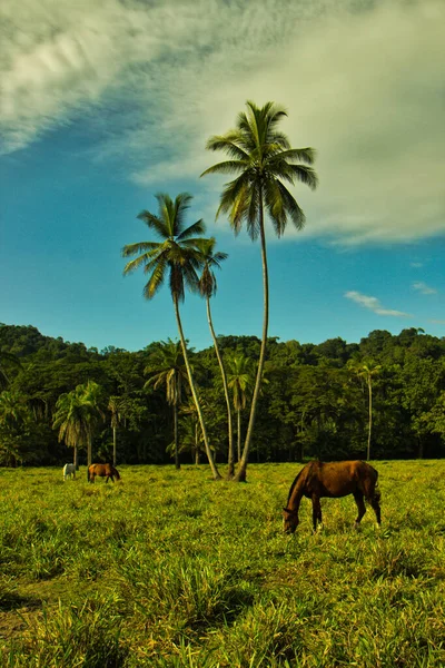 horses in a meadow with some palm trees, eating grass