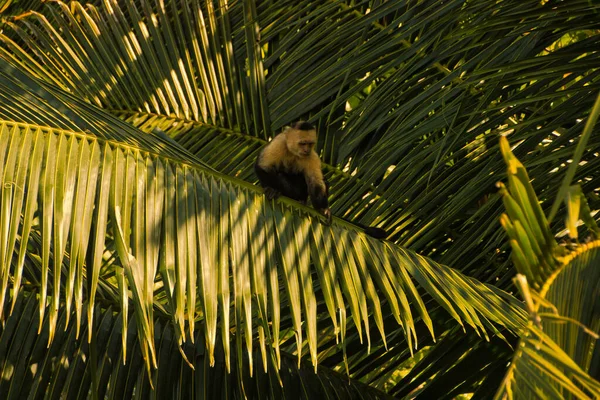 Mono Capuchino Sobre Las Hojas Una Palmera Coco Parque Nacional — Foto de Stock