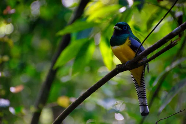 Tropischer Vogel Auf Einem Zweig Einem Nationalpark Von Costa Rica — Stockfoto