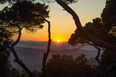 Ormanın ağaçlarının arasında gün batımı.