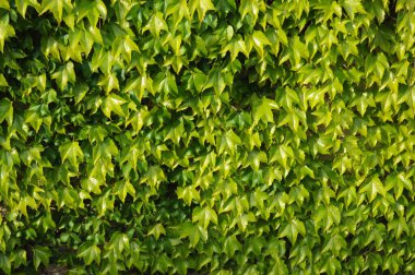 Muro cubierto de hojas verdes creando un tapiz natural