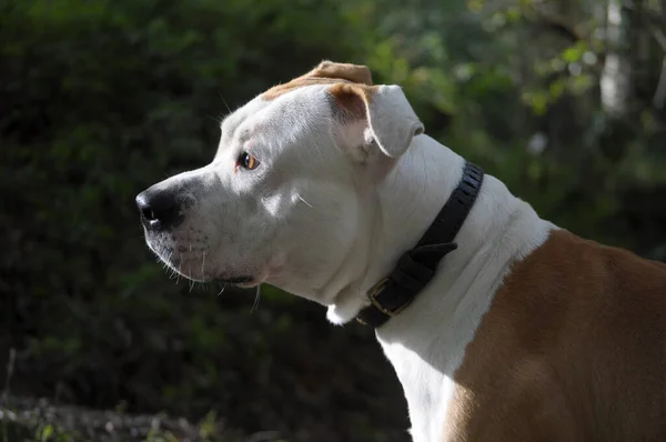 Cabeza Perfil Perro Americano Personal Terrier Blanco Canela —  Fotos de Stock