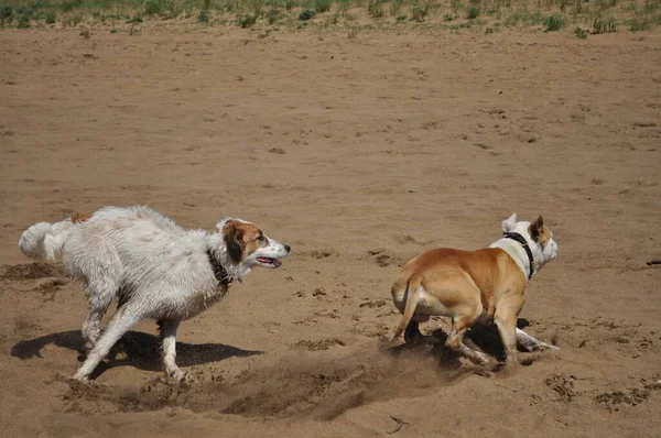 Perros Corren Juegan Arena Playa —  Fotos de Stock