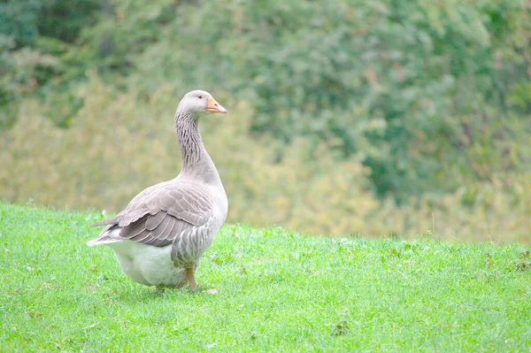 Ganso Gris Perfil Medio Campiña — Foto de Stock