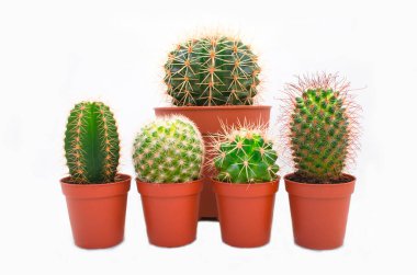 Kaktüs tencerede, beyaz arkaplanda izole.