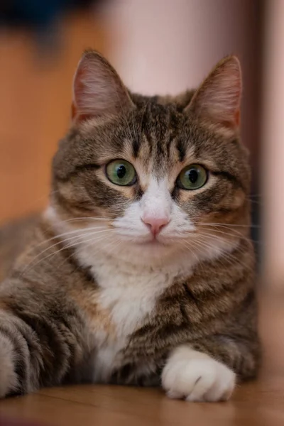 Porträtt Katt Med Trefärgad Färg — Stockfoto