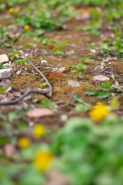 Yakında büyüyen çiçeklerle birlikte yosun.