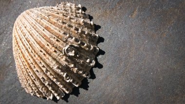 Gri bir taşın üzerinde Eski Deniz kabuğu.