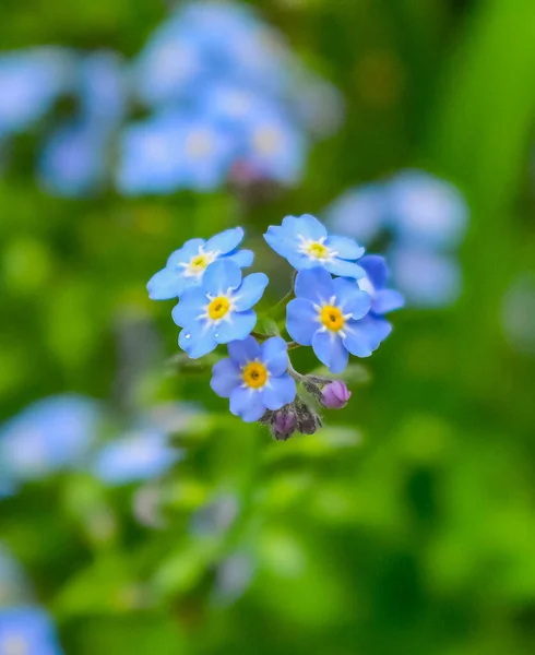 Dey primavera flores azuis entre folhas verdes — Fotografia de Stock