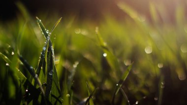 Sabah çimlerin üzerinde çiy taneleri