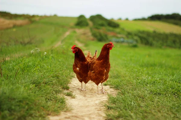 Pollo Granja —  Fotos de Stock