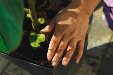 Bahçeyi yeniden dekore etmek. Ekoloji, organik.