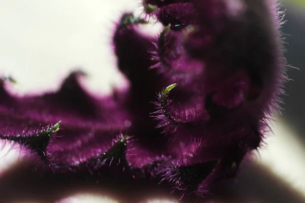 Fuzzy Planta Roxa Peitoril Janela — Fotografia de Stock