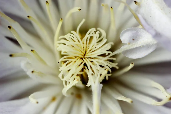 Fehér Virág Makró Természetes Szépség — Stock Fotó