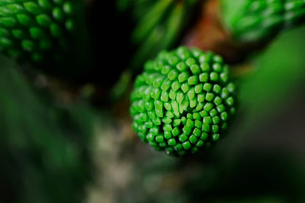 Conífera Agulha Árvore Floresta Selvagem — Fotografia de Stock