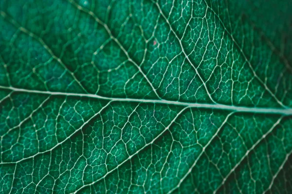 Макро Листья Органика Ваза Наутра Экология — стоковое фото