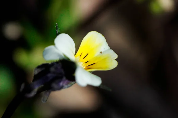 Pansy Flower Meadow — Stock Photo, Image