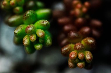 Etlerin makro resmi.