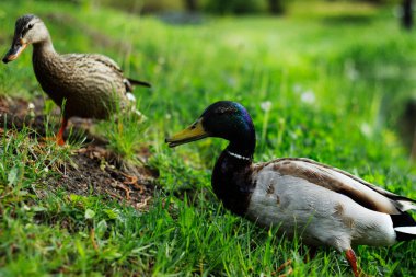Parktaki vahşi ördekler.