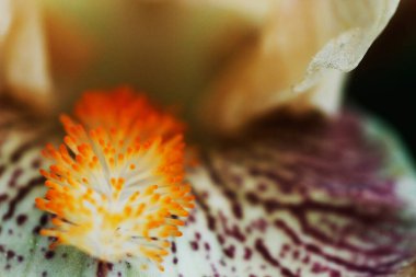 Parktaki vahşi ördek.