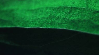 Parktaki vahşi ördek.