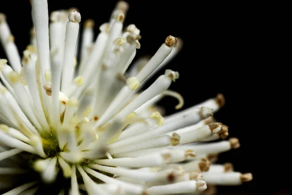 Exótico Flor Branca Macro Imagem — Fotografia de Stock