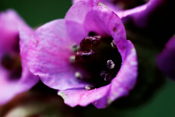 Macro picture of the purple flower.