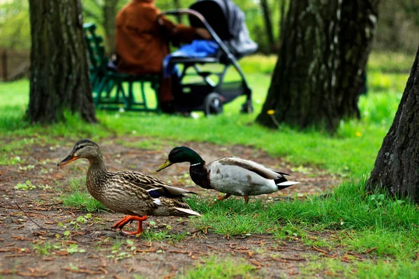 Patos Selvagens Parque Mulher Com Criança Fundo — Fotografia de Stock