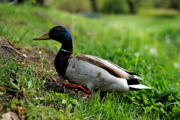 Pato Selvagem Parque — Fotografia de Stock